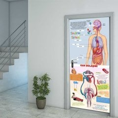 Fen Bilimleri Sindirim Sistemi Ve Kan Dolaşımı Sistemi Kapı Giydirme