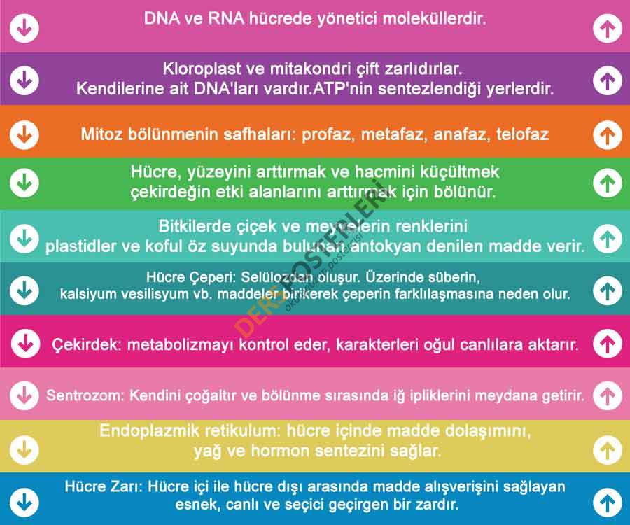 Biyoloji Merdiven Yazısı