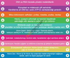 Biyoloji Merdiven Yazısı