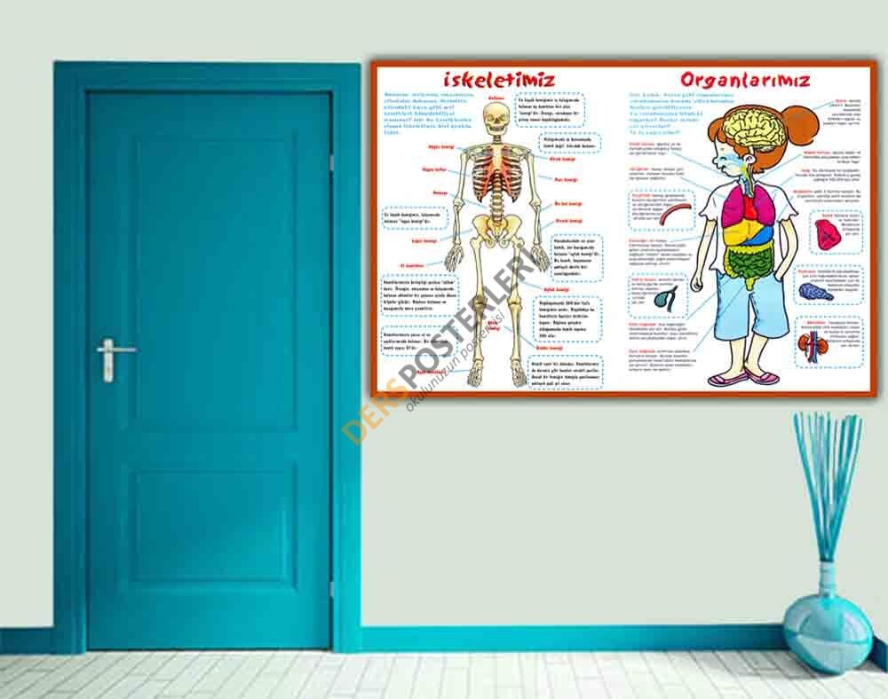 İskeletimiz Ve Organlarımız Okul Posteri