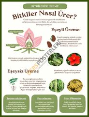 Bitkilerde Üreme Okul Posteri