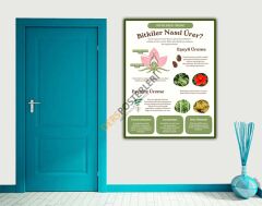 Bitkilerde Üreme Okul Posteri