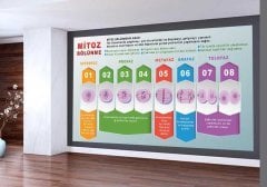 Mitoz Bölünme Okul Duvar Görseli