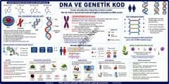 DNA ve Genetik Kod Okul Posteri