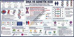 DNA ve Genetik Kod Okul Posteri