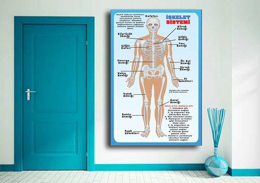 İskelet Sistemi Okul Posteri