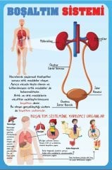 Boşaltım Sistemi Okul Posteri