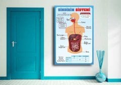 Sindirim Sistemi Okul Posteri