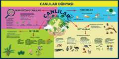 Canlılar Dünyası Okul Posteri