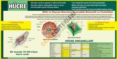 Hücrenin yapısı Ve Özellikleri Okul Posteri