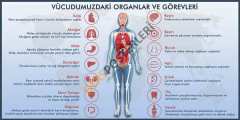 Vücudumuzdaki Organlar ve Görevleri Okul Posteri