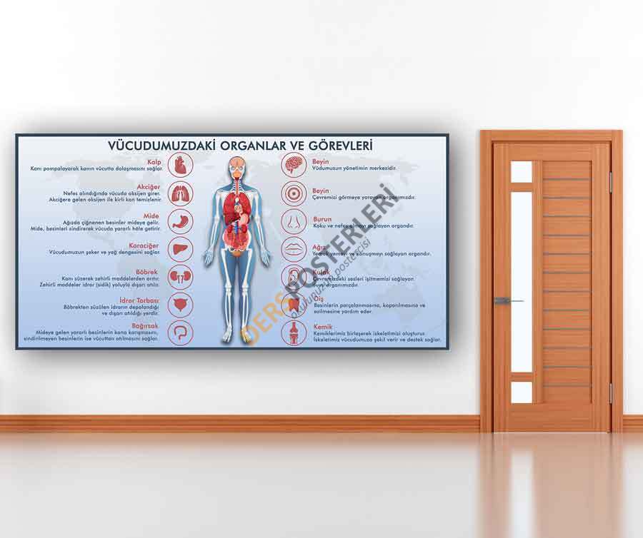 Vücudumuzdaki Organlar ve Görevleri Okul Posteri